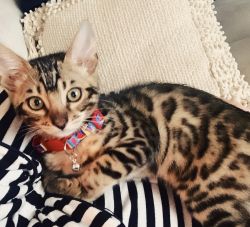 Bengal kitten for sale! 20 weeks old❤️