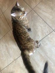 Bengal Cat for sale