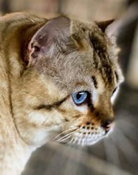 Up-coming litter - Bengal cat- Seal point lynx