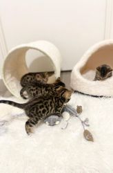 Beautiful Bengal kittens for sale near me