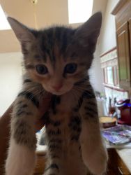 Free 6 week old female kittens (3)
