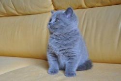 Beautiful Blue British Kittens for sale