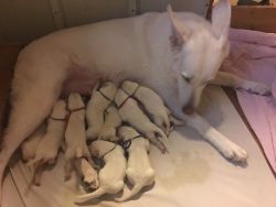 Berger Blanc Suisse Puppies Available Now!