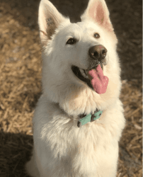 Female Berger Blanc Suisse Available!