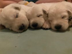 Berger Blanc Suisse Puppies | White Swiss Shepherd Puppies Available!
