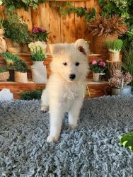 Berger Blanc Suisse Puppies aka White Swiss Shepherd Puppies Available
