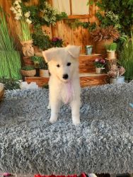 Berger Blanc Suisse Puppies aka White Swiss Shepherd Puppies Available