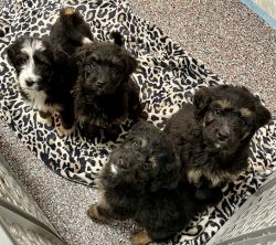 Heathers Heavenly Hounds Puppies