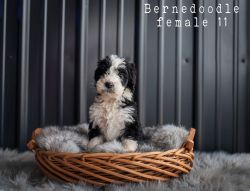 1st Generation Bernedoodle Puppies