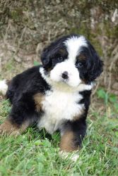 F1 Bernedoodle puppies