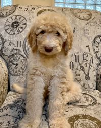 Bernadoodle Puppies- Ready for New Homes