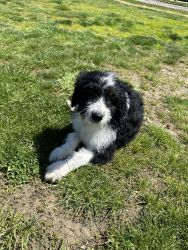 Archie the Bernedoodle