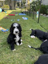 Beautiful Bernedoodle Puppies for Sale