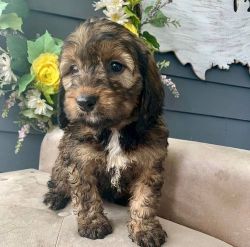 Quality Male & Female Bernedoodle Puppies
