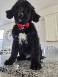Free Bernedoodle Puppy