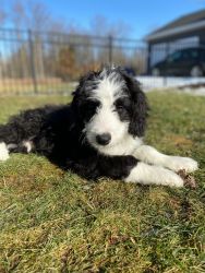 Adorable Bernedoodle puppy in need of a loving home!