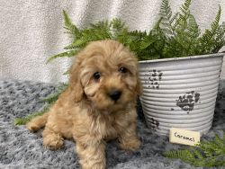 Mini Bernedoodle puppy for sale