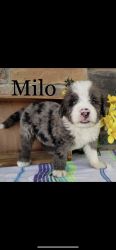 Milo (blue merle )