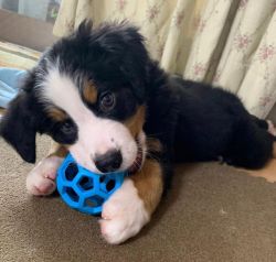 Purebred male and female Bernese Mountain puppies