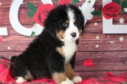 BERNESE MOUNTAIN DOG PUPPIES AVAILABLE