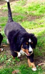 Healthy Bernese Mountain Dogs Ready