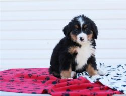 PureBred Bernese Mountain Dogs Ready