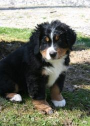 Affectionate Bernese Mountain Dog Puppies for Sale