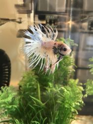 Betta fish in need of home/things included