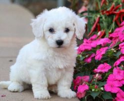 READY TO GO!!! Fantastic male and female Bichon puppies