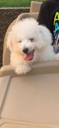 Bling the Bichon for sale