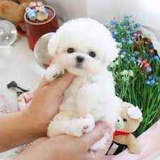 BICHON FRISE PUPPIES AVAILABLE