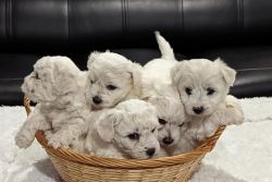 Pure Bichon Frise pups
