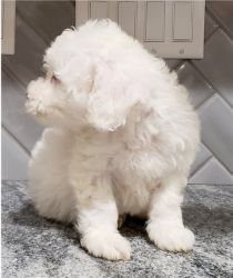 We are offering our 2 Bichon Frise puppies
