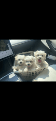 Bichon/havenese puppies