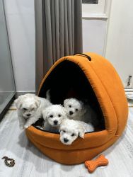 Pure bichon frise puppies for sale - 1.5 months old