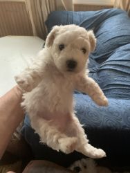 New pure breed white bichon pups