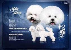 Bichon frice male female pups available