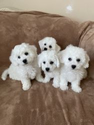 AKC Bichon Frise Puppies