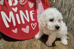 Beautiful Bichon Frise Puppies for sale