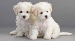 Bichons Frise Puppies Ready for their new homes