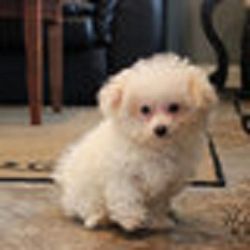 Akc Registered Female Bichon Frise Pups For You.