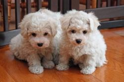 Bichon Frise Puppies Available