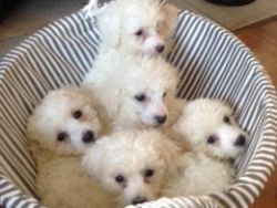 Bichon Frise Puppys For Sale