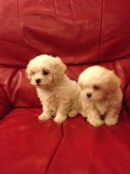 Bichon Frise puppies for sale