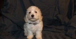 Well socialized Bichon Frise Pup