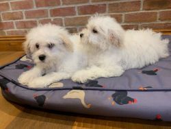 Active Sweet Playful Bichon Frise Pups Available