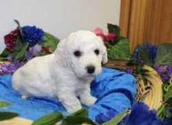 charming Bichon Frise babies ready to be adopted