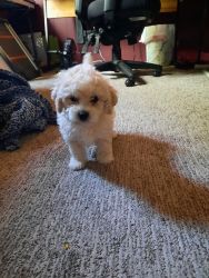 Sold -Puppy male bichon-toy poodle mix