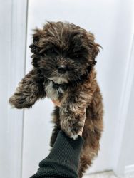 Bichon - Toy Poodle - Shihtzu Puppy