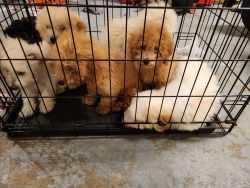 Puppies bichoonpoo